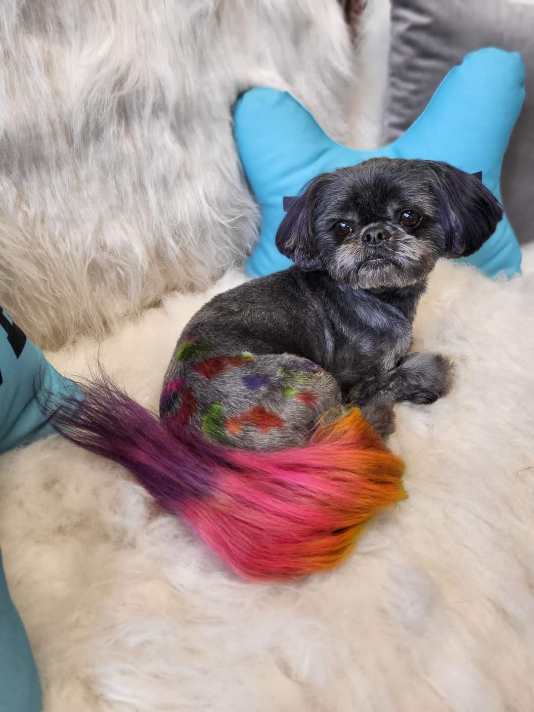 Pet 3
