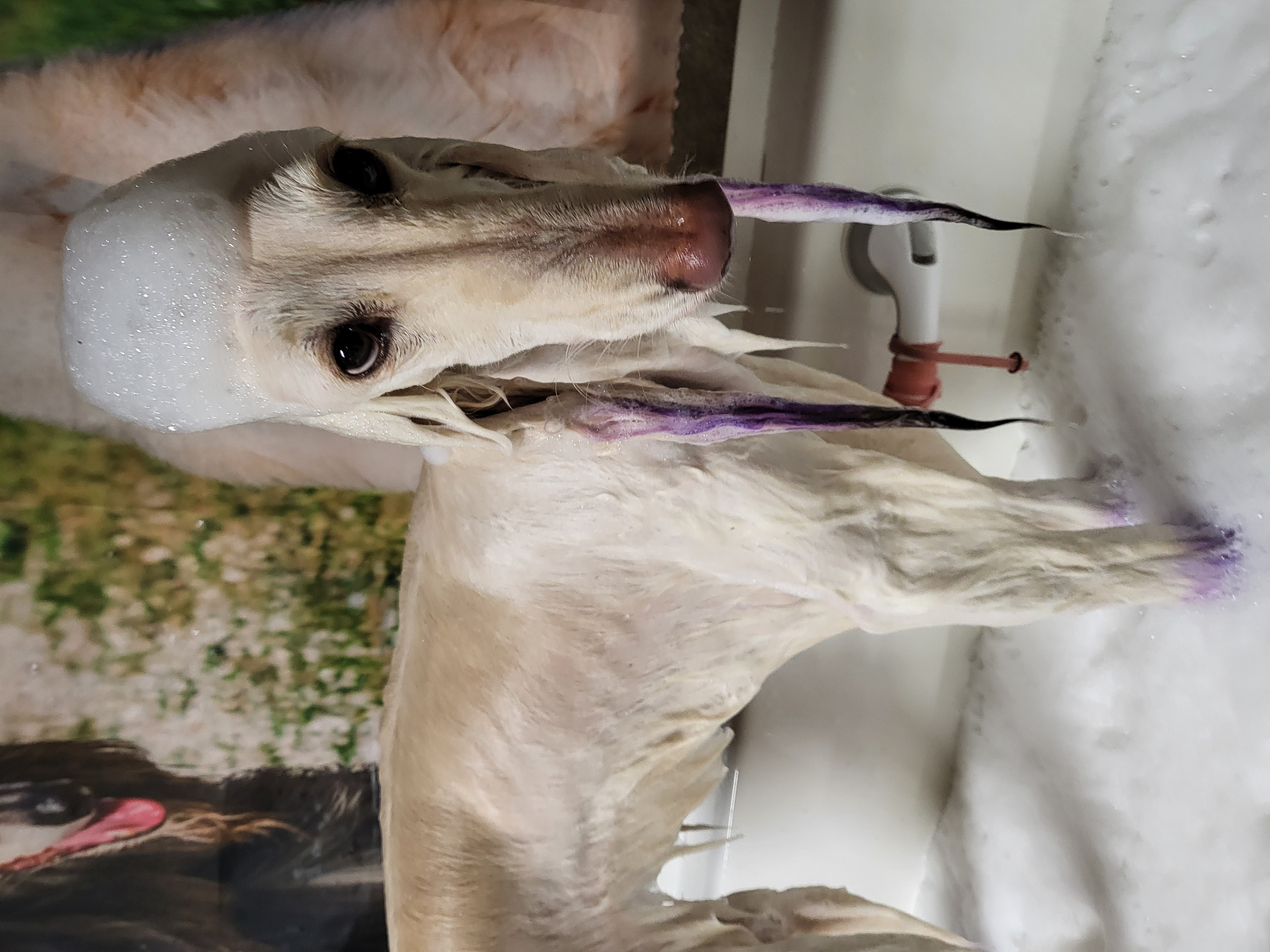 Pet 4
