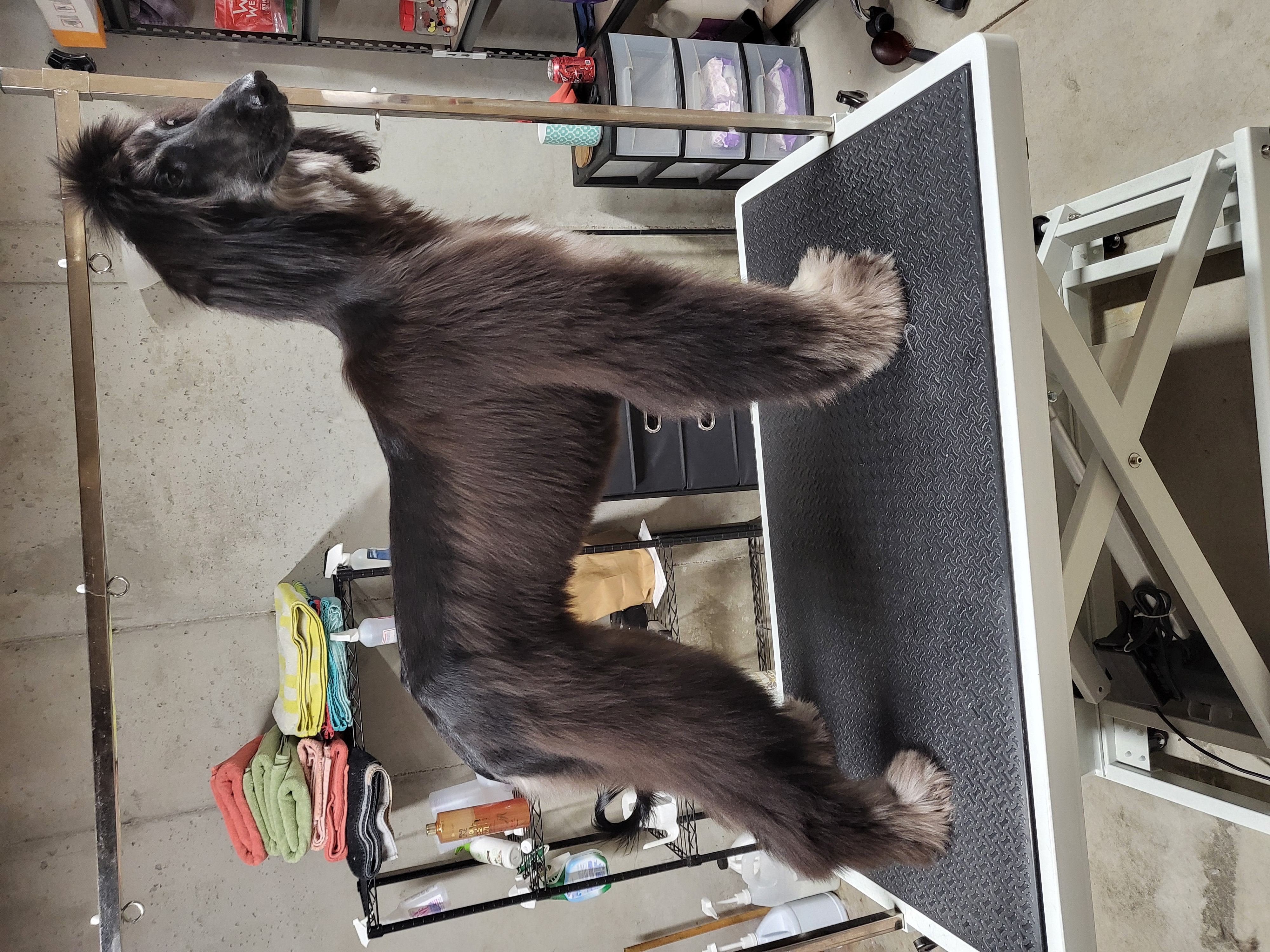 Pet 5