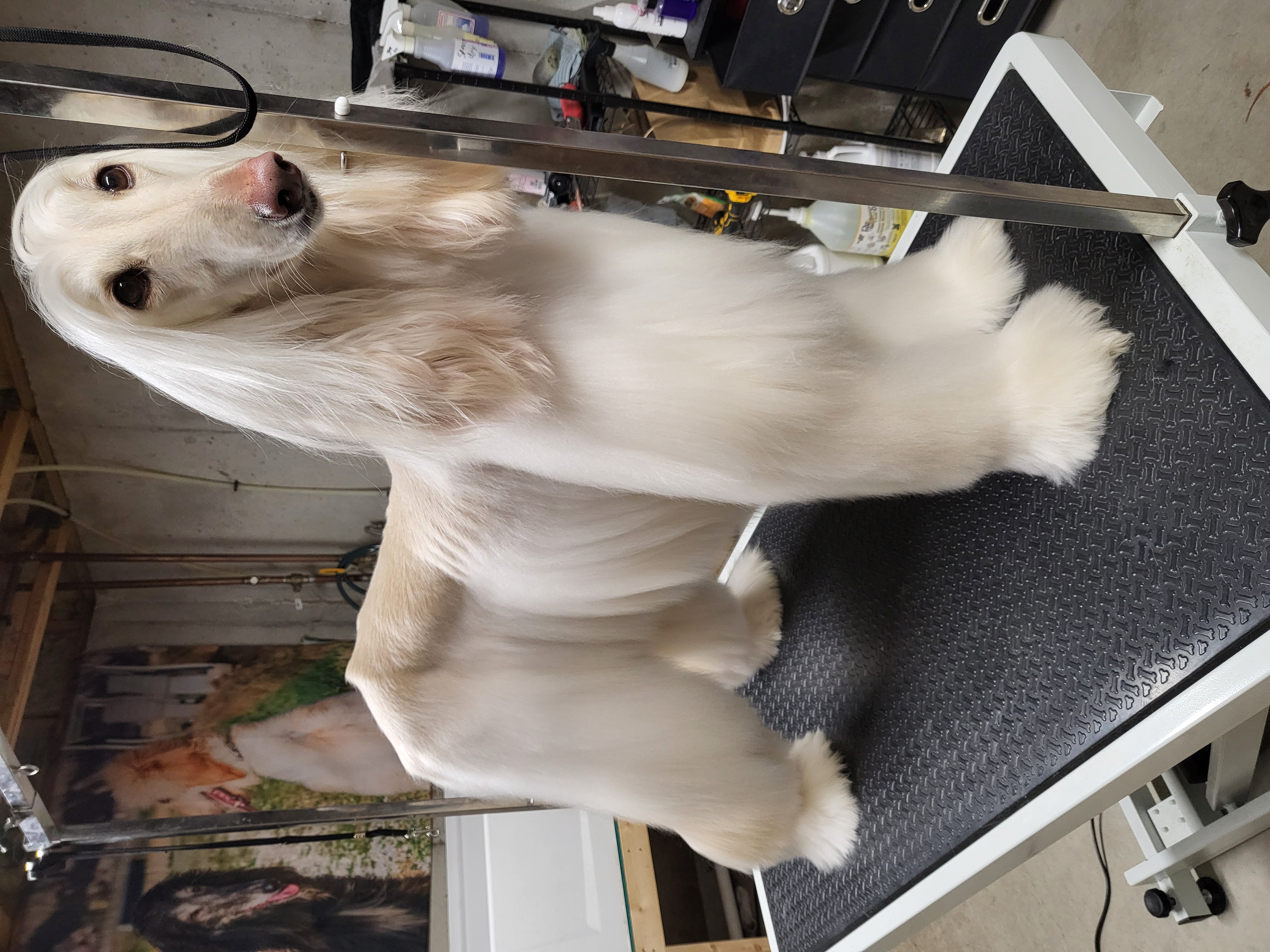 Pet 6