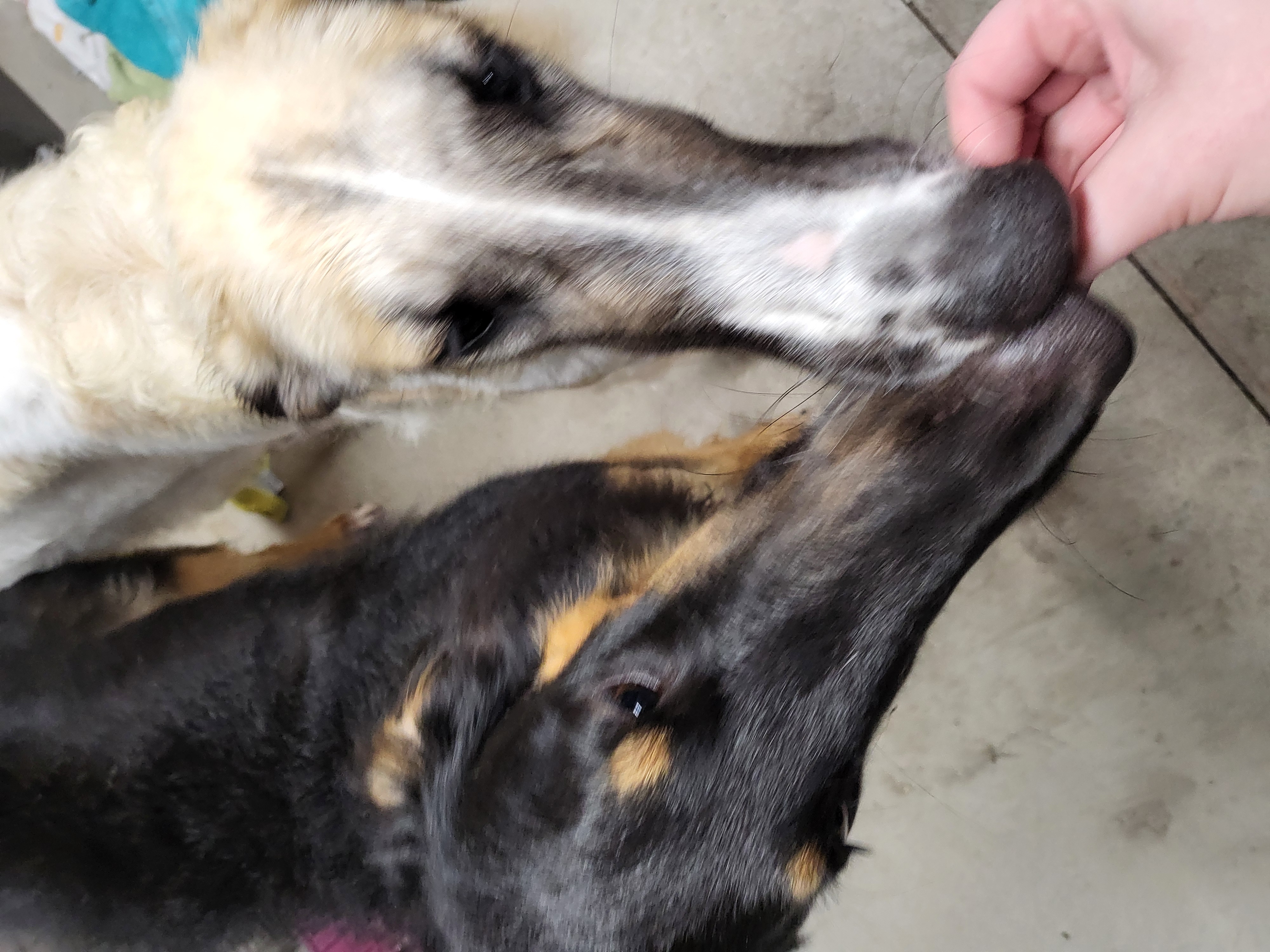 Pet 7