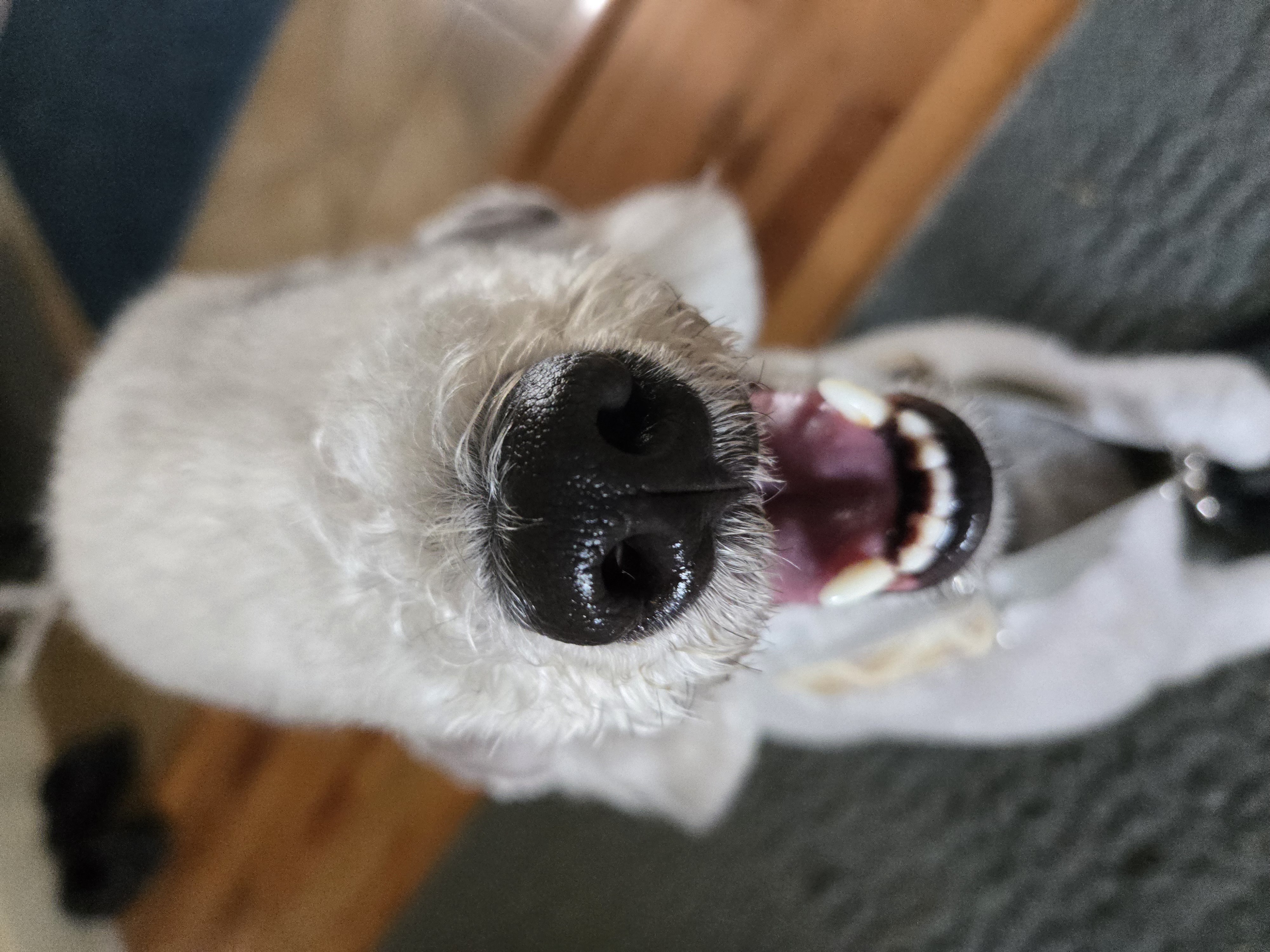 Pet 8
