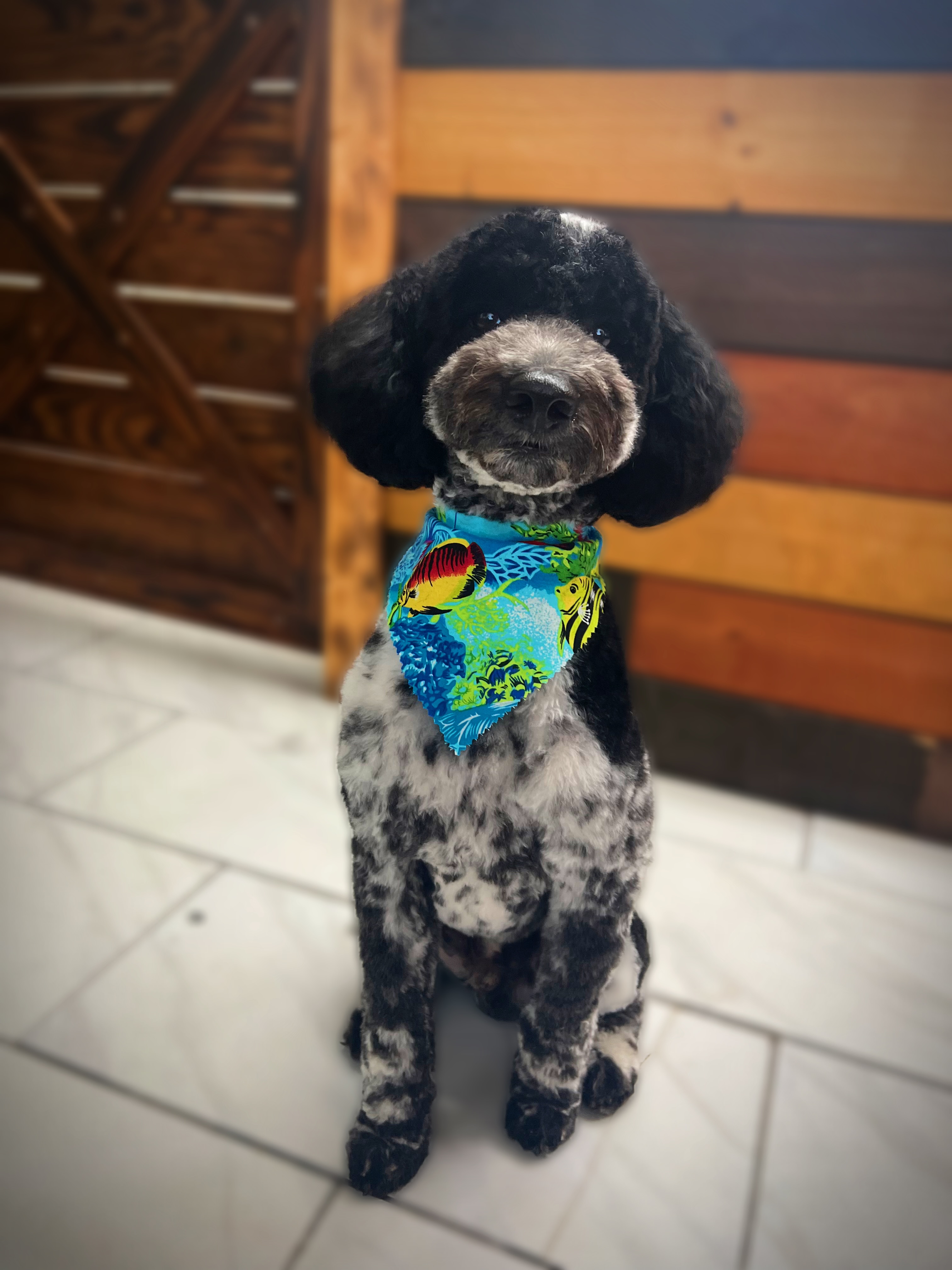Pet 1