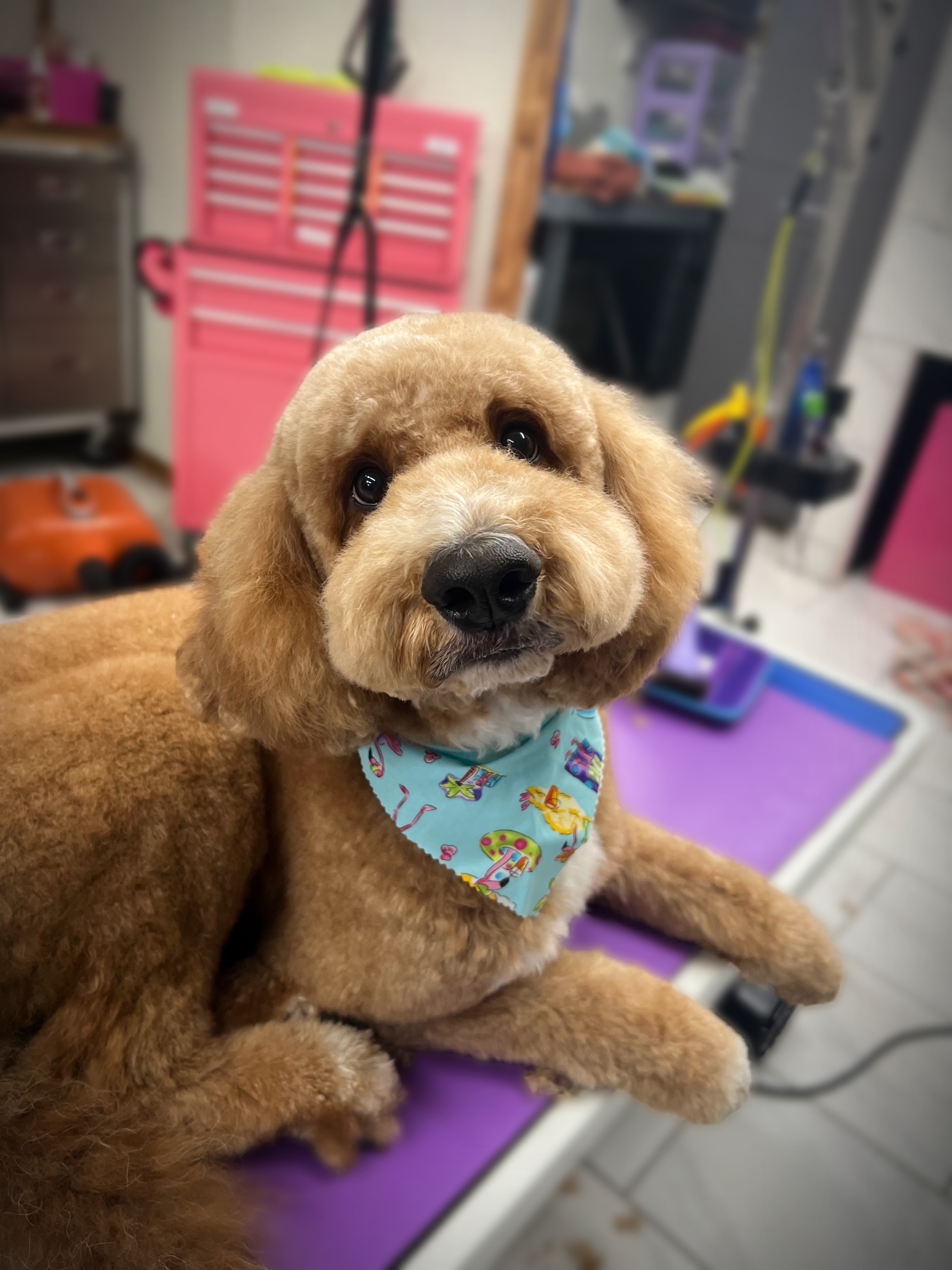Pet 3